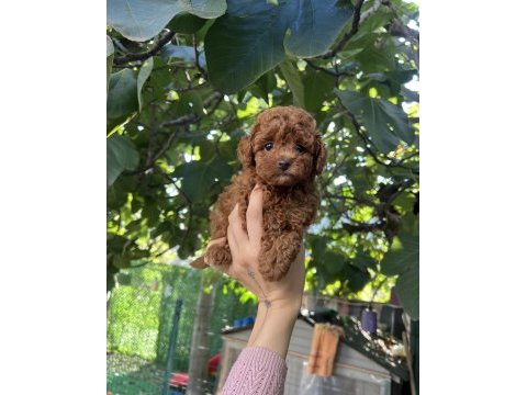 Safkan kore teacup poodle yavrularımız