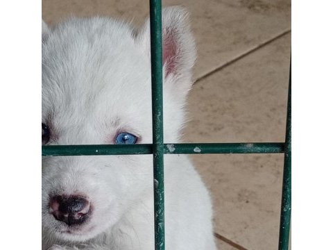 Kar beyaz mavi gözlü safkan sibirya kurdu