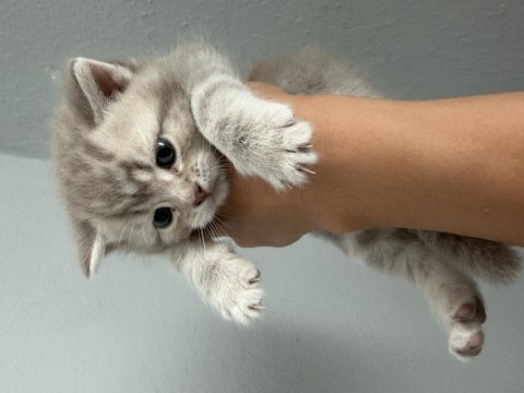 British shorthair yavru kedilerimiz