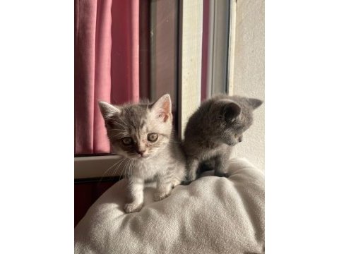 British shorthair yavrularımız