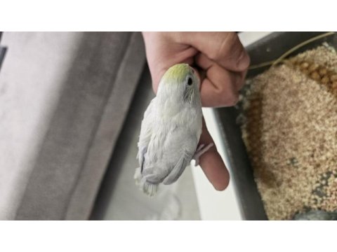 Ev üretimi insana alışık turkuaz forpus papağanları