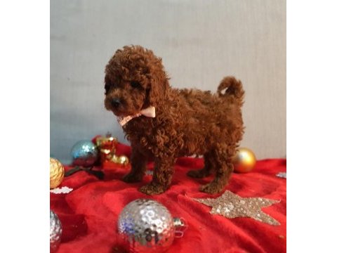 Irk ve sağlık garantili orijinal anne altından köpekler