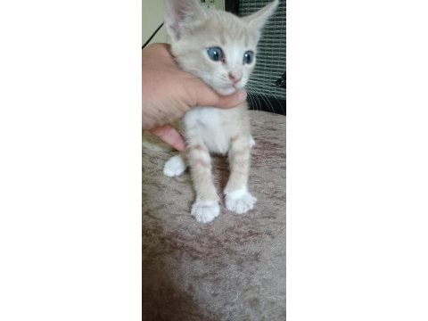 Hayvan severlere ücretsiz kedi sahiplendirme