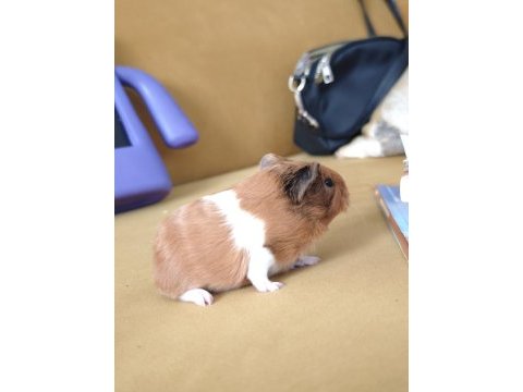 Guinea pigler