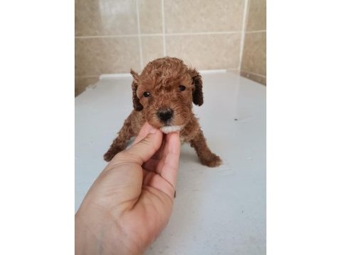 0 numara toy poodle yavrularımız