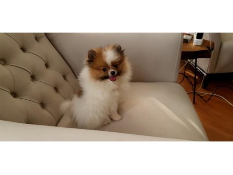 Pomeranian boo bebeklerimiz ırk garantili