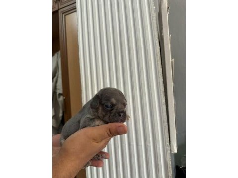Egzotik french bulldog yavrularımız rezerve açılmıştır