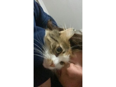 Daha yeni 1 yaşına giren kedimiz güneşimize yuva arıyoruz