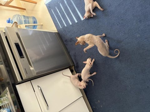 1.5 aylık dişi yavru sphynx