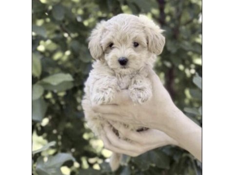 Maltipoo safkan