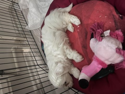 Maltese terrier köpeği