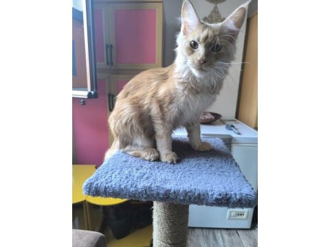 Safkan dişi maine coon