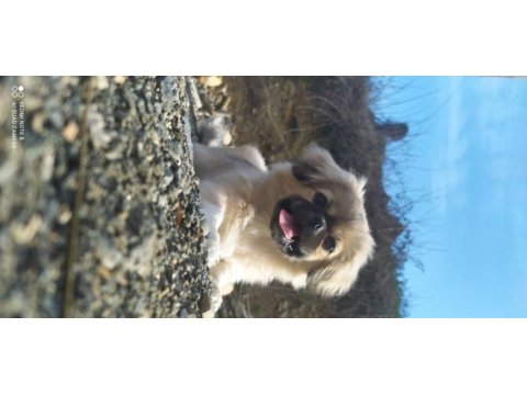 Beş aylık pekinez dişi köpek aşıları var