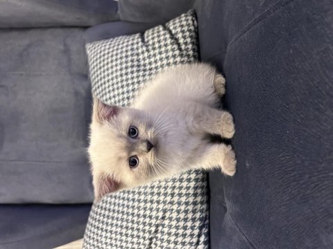 Efsane ayıcık prenses scottish fold