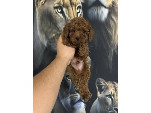 Poodle yavrularımız