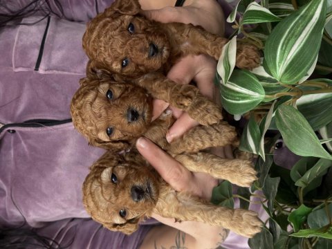 Birbirinden güzel toy poodle bebeklerimiz