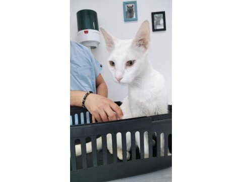 Ücretsiz kedi sahiplendirme