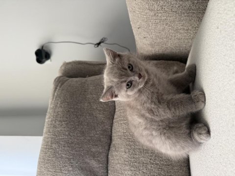British shorthair 55 günlük erkek