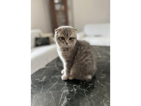 Scottish fold ve straight yavru 3 aylık