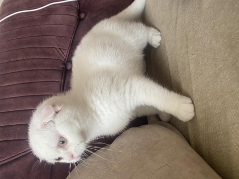 2 aylık eğitimli dişi scottish fold
