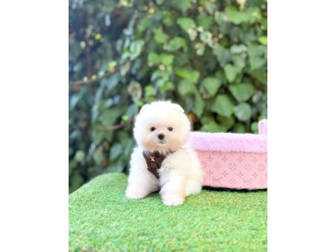 Tea cup pomeranian erkek