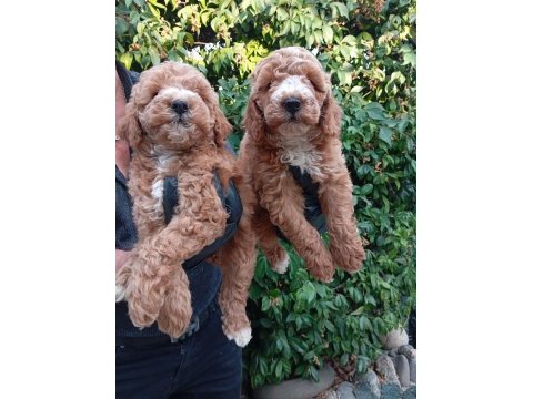 Irk ve sağlık garantili poodle bebeklerimiz