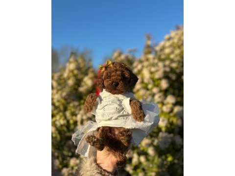 En küçük boy toy poodle yavrularım