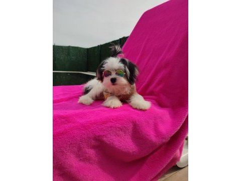 Yavru morkie