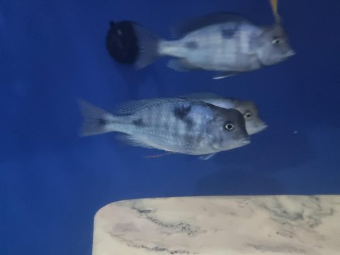 1 erkek ve 8 dişi koloni yunus balıklar