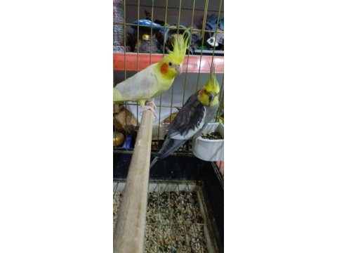 Hazır çiftleşen sultan papağanı takımı