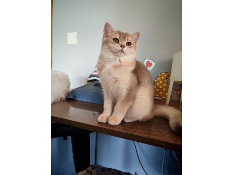 Blue golden dişi 5 aylık british shorthair