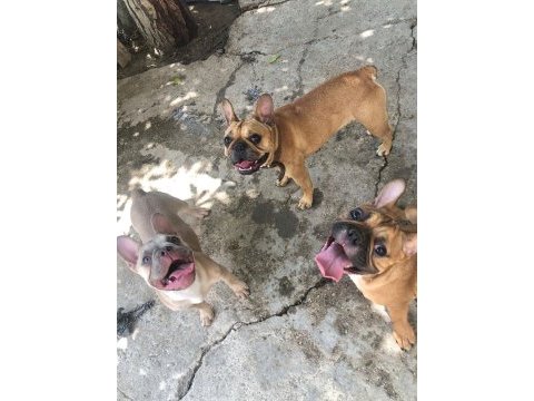 Böyle bir french bulldog güzellik yok