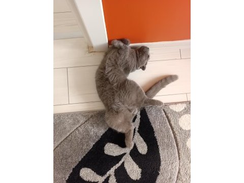 Scottish fold kedime aile arıyorum