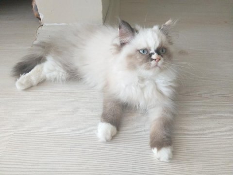 British long hair, 2.5 aylık dişi