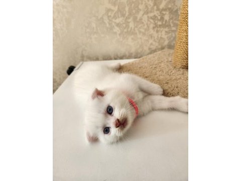 Bembeyaz sevimli scottish fold bebekler (1,5 aylık)