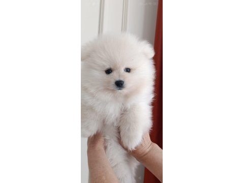 Pomeranian boo bebeklerimiz yeni sahiplerini bekliyorlar