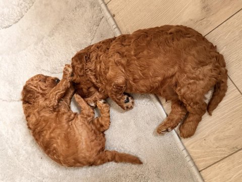 2 aylık dişi erkek poodle yavrularım