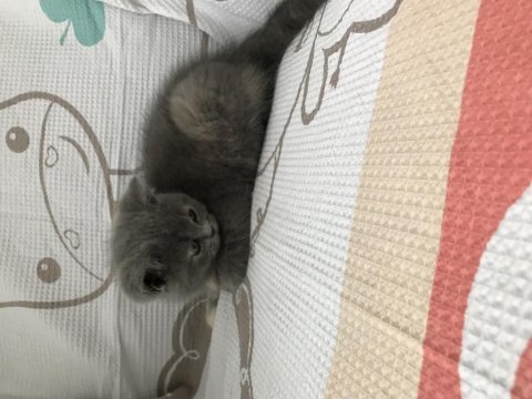 2 aylık orjinal sevimli british longhair kedimiz