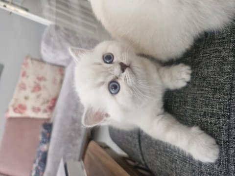 British longhair kedilerimiz çok sevimli ve çok oyuncular