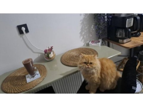 Tatlı chinchilla kedimiz