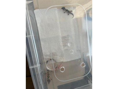 Yavru leopar gecko