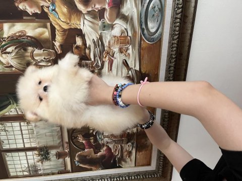 Pomeranian boo erkek köpeğimiz