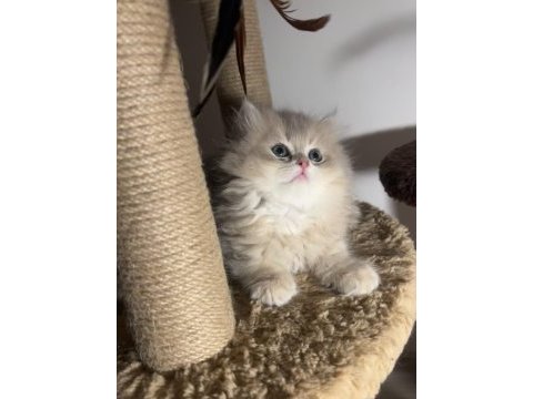British longhair ay12 ikiz erkek dişi kardeşler