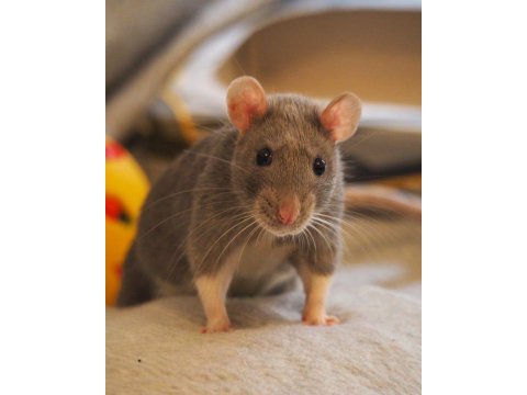 Rat - dumbo rat yavrular ve malzemeleri adrese teslim var