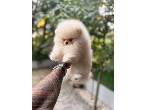 Minik pomeranian bebeklerimiz ailelerini bekliyor