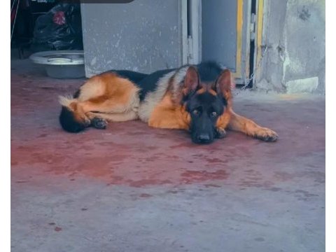Safkan erkek alman çoban köpeği