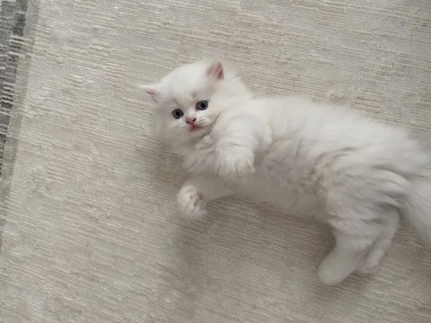 Beyaz brıtısh longhaır