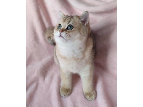 Şafkan british shorthair