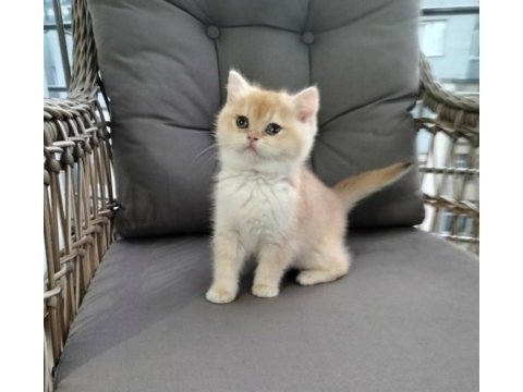 Altın sarısı ny12 british shorthair