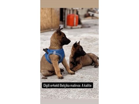 Şecereli ve şeceresiz malinois yavrular